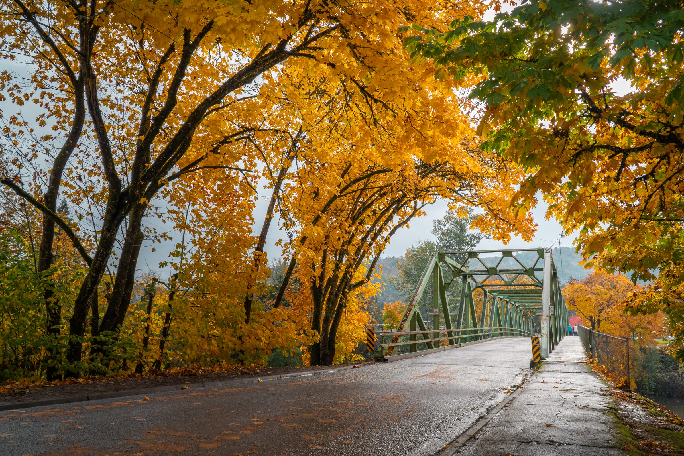 Yellow maples over a wet road leading onto a green steel bridge near Roseburg in November