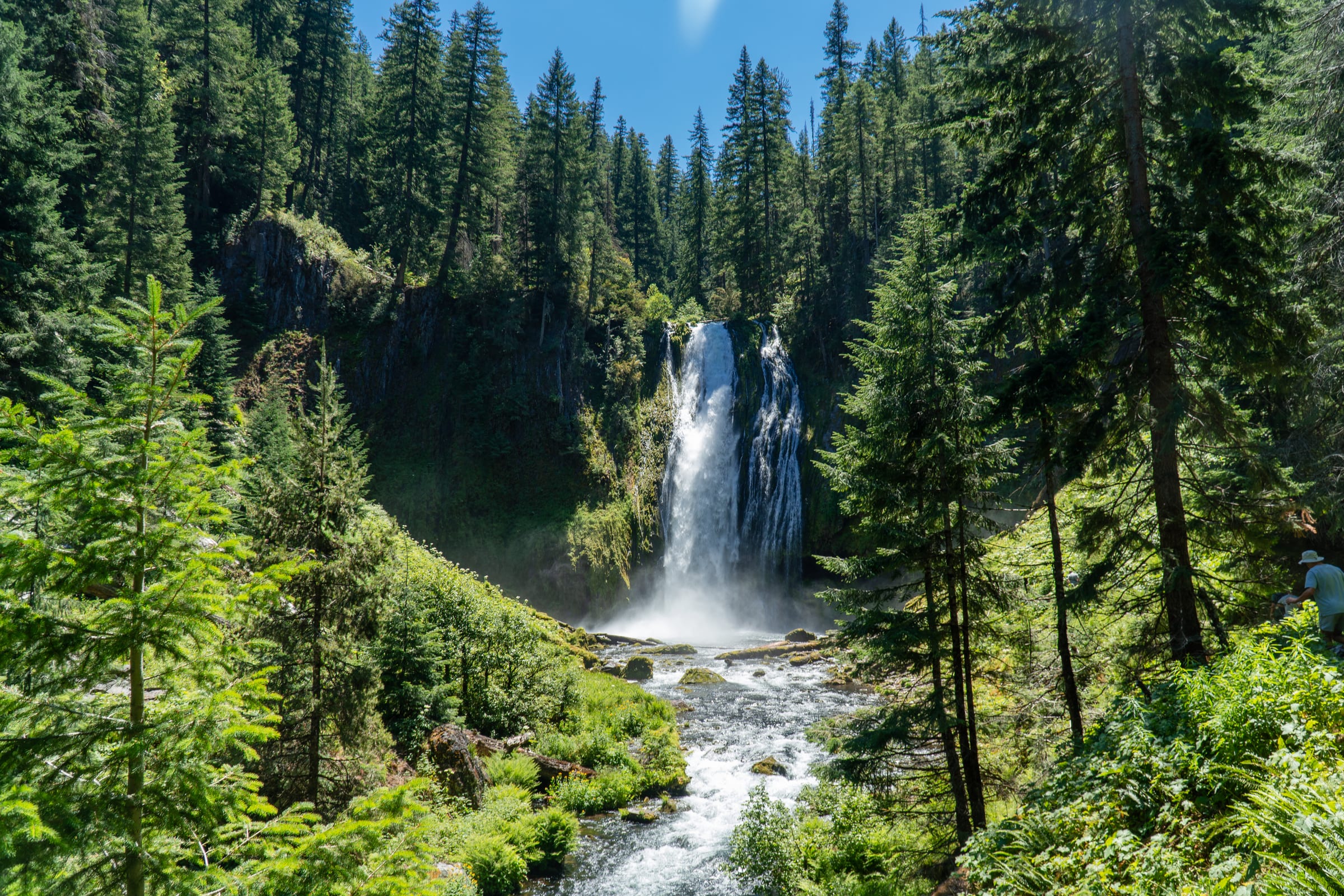 Lemolo Falls pouring out of the forest into a white stream between tall firs in July