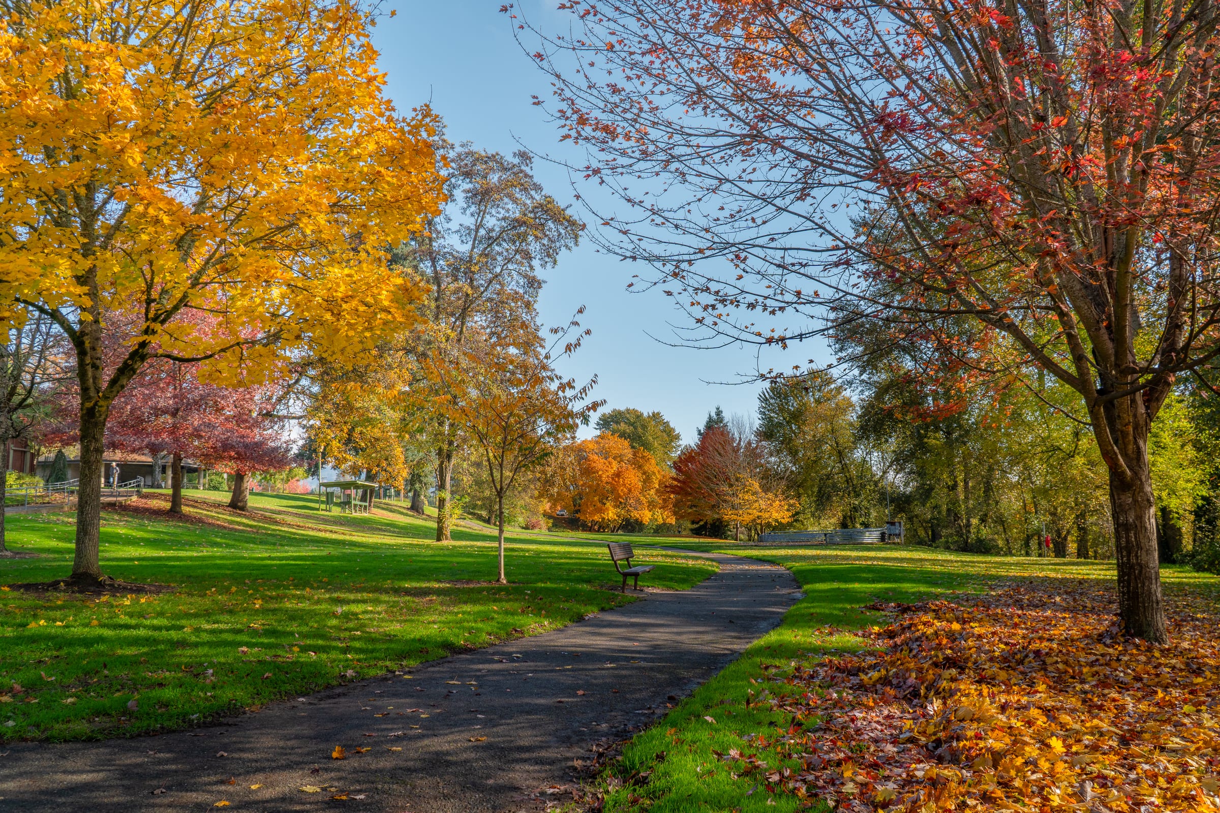 A path through Stewart Park under yellow and red maples in November, fallen leaves on the grass