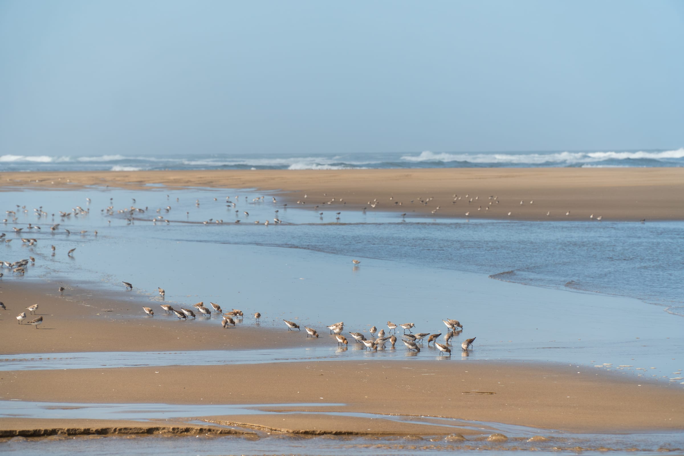 Shorebirds feeding on the wide sandy beach at Winchester Bay at low tide, surf breaking behind